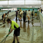 Everyone gets busy cleaning up Westside Swimming's pool